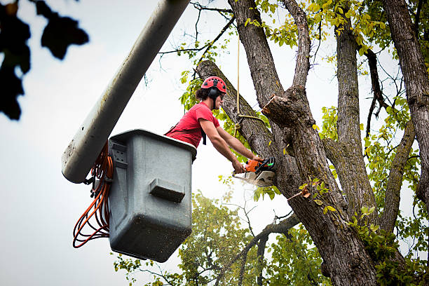 Best Tree Preservation Services  in USA